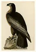 Bird of Washington, one of several mystery birds which have not been confirmed. It may have been plagiarised from Rees's Cyclopædia.[80]