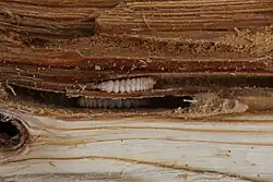 Larvae exposed in infested wood