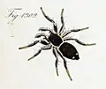 male (Koch 1848)