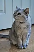 Black–silver shaded female adult