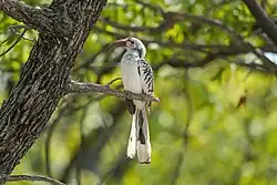 Male, Etosha National Park, Namibia