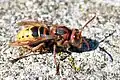 Vespa crabro f. germana - Western European form with prominent ferruginous markings