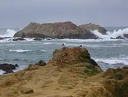 Bird Rock