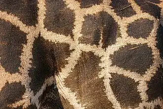 Hair patterns close-up