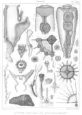From: Louis Agassiz. Contributions to the Natural History of the United States of America, 1862.