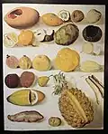 1877, Still Life with Fruit by Hermenegildo Bustos
