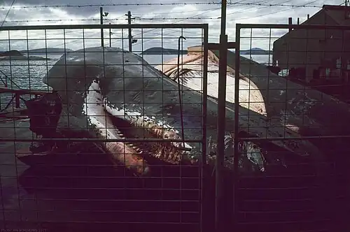 Sperm whale at the station in 1977