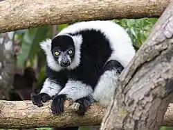Black-and-white ruffed lemur