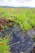 Moor pool
