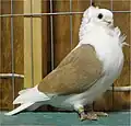 Yellow Old German Owl