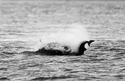 Photo of two animals at surface surrounded by spray