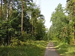 A forest view at Schildhornweg