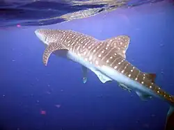 Image 38A whale shark near of the Island of Útila in Honduras (from Flora and fauna of Honduras)