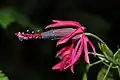 Close-up on flower
