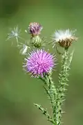 Flowering and fruiting