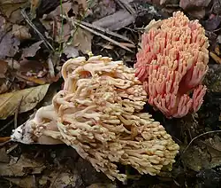 Ramaria neoformosa