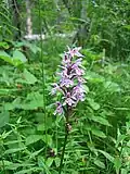 Dactylorhiza maculata Habitat
