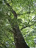 wych elm