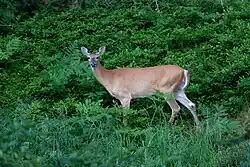 Law No. 7497, issued on May 2, 1995, granted the title of symbol of Costa Rica’s wildlife to Odocoileus virginianus, which is endangered.[62]
