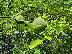 Green fruits