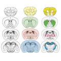 Mouse brain slices