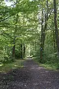 Old railroad track leading to the Sainte-Barbe well.