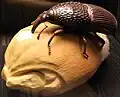 Wheat weevil (1940, 50:1 scale)