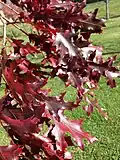 Autumn foliage, Ewing, New Jersey