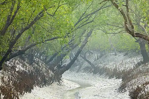 Channel in low tide