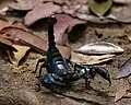 Scorpion along the trail