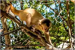 Brown monkey