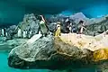 Penguins
