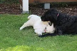 Image 28A labradoodle puppy and a Golden Retriever puppy playing together (from Puppy)