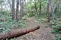 Forest near Een