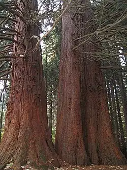 trees