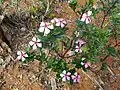 Catharanthus roseus in habitat in Ifaty
