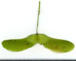 Fruit