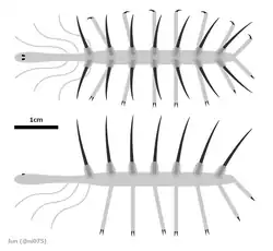 Hallucigenia sparsa was a member of the group lobopodia, that is considered to be related to modern velvet worms.
