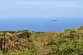 frigatebirds depart towards the sea
