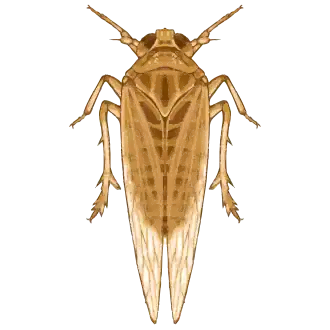 Long-winged form