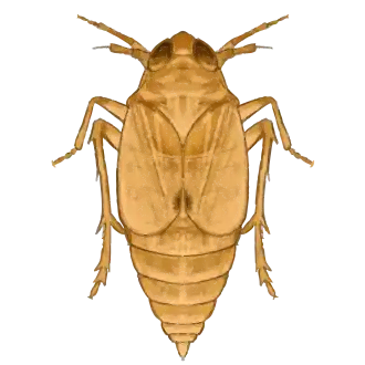 Short-winged form