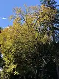 Fall color of U. rubra