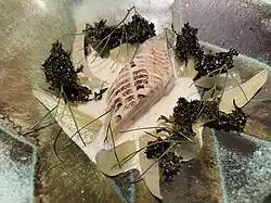 Fish course (fennel trout).