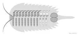 Diagram of aglaspididan underside anatomy