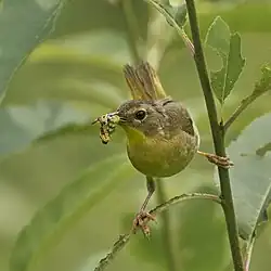 Common Yellowthroat with prey.