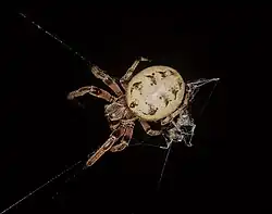 Friday_04-April-2025 Furrow Orb-weaver - Larinioides cornutus in South-Central Kentucky