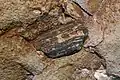 Petrified wood in formation