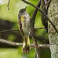 Juvenile or Female. Pleasant Valley Wildlife Sanctuary