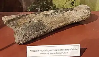Large rhinoceros bone