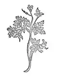 Chapter 214. Herba rubea – storckes snabel